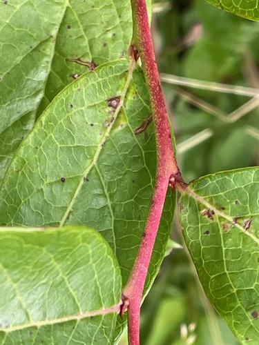 Vaccinium corymbosum (blueberry) (alternate view 4)