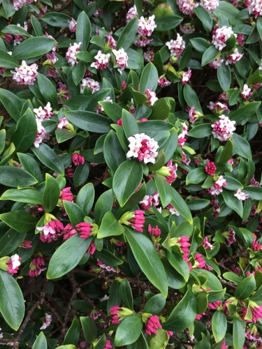 Daphne odora (Winter Daphne)