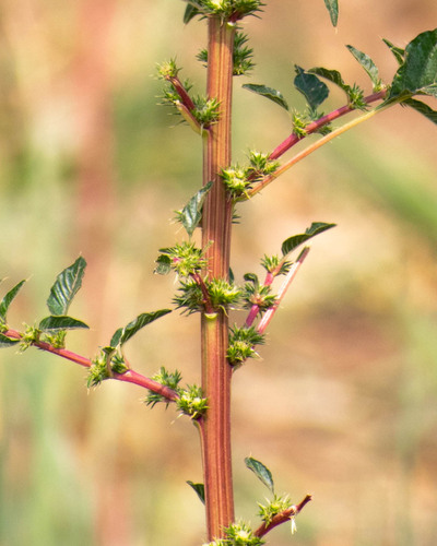 Amaranthus palmeri (Palmer's Amaranth) (alternate view 3)