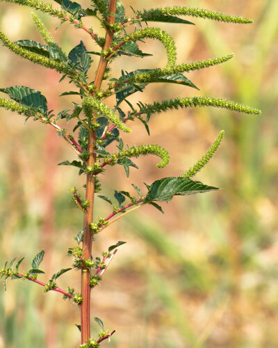 Amaranthus palmeri (Palmer's Amaranth) (alternate view 2)