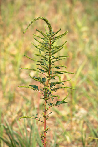 Amaranthus palmeri (Palmer's Amaranth)