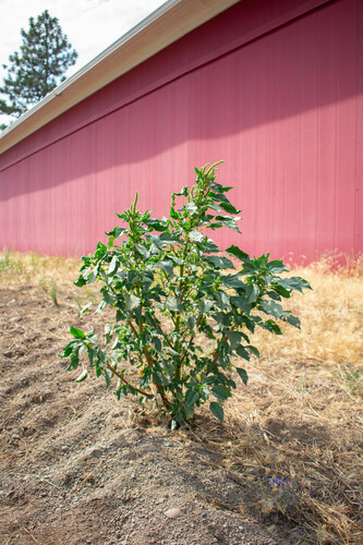 Amaranthus palmeri (Palmer's Amaranth) (alternate view 4)
