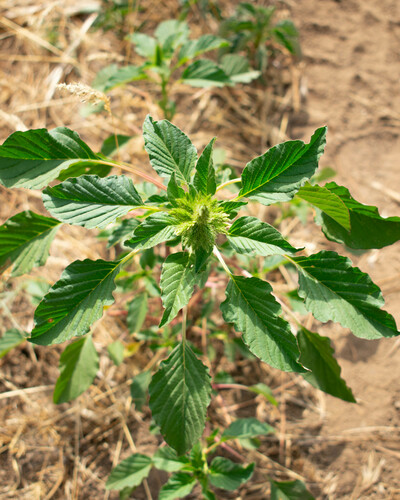 Amaranthus palmeri (Palmer's Amaranth) (alternate view 5)