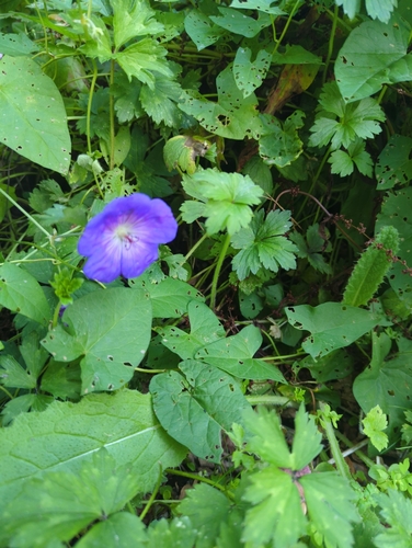 Geranium wallichianum (Purple-vein geranium)