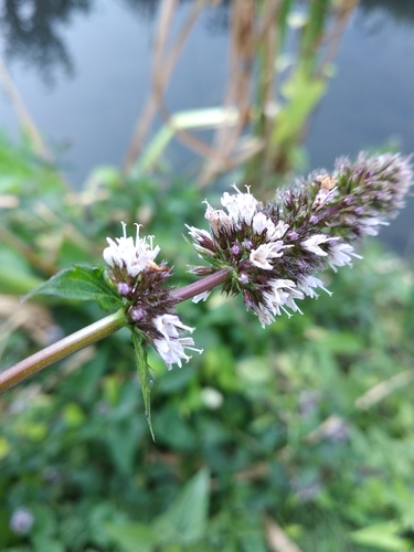 Mentha × piperita (Peppermint) (alternate view 2)