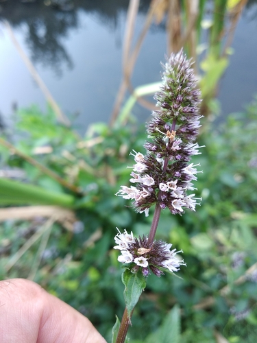 Mentha × piperita (Peppermint) (alternate view 3)