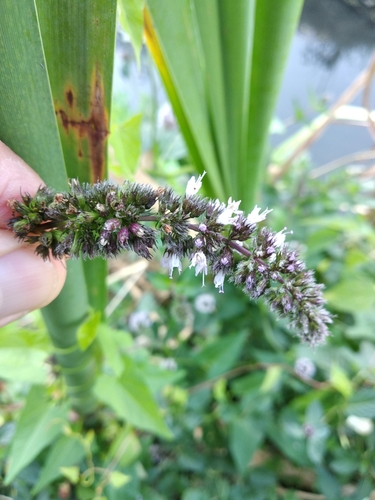 Mentha × piperita (Peppermint) (alternate view 4)