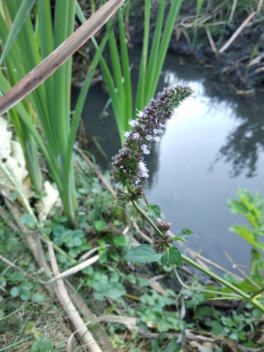 Mentha × piperita (Peppermint) (alternate view 5)
