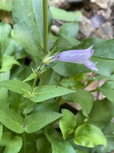 Penstemon whippleanus (Whipple's penstemon)