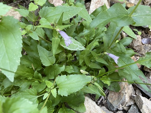 Penstemon whippleanus (Whipple's penstemon) (alternate view 2)
