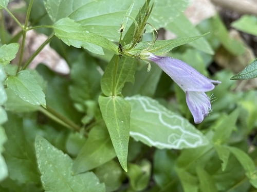 Penstemon whippleanus (Whipple's penstemon) (alternate view 3)