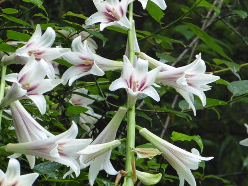 Cardiocrinum giganteum (giant Himalayan lily)