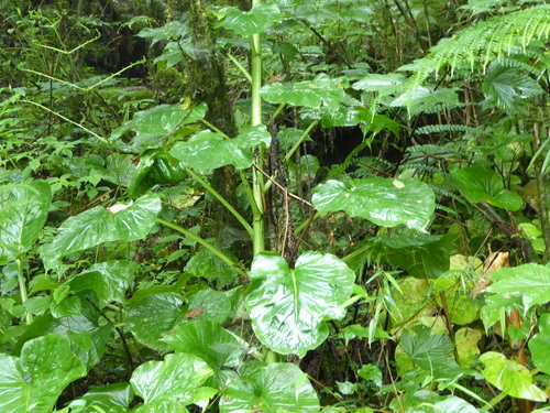 Cardiocrinum giganteum (giant Himalayan lily) (alternate view 2)