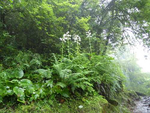 Cardiocrinum giganteum (giant Himalayan lily) (alternate view 3)