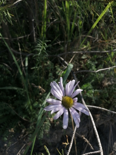 Chrysanthemum spp. (Mammoth Mums Collection) (alternate view 8)