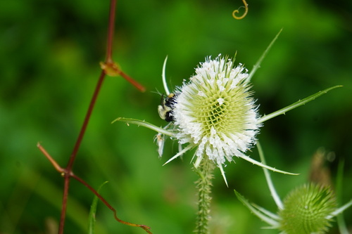 Dipsacus fullonum (common teasel)