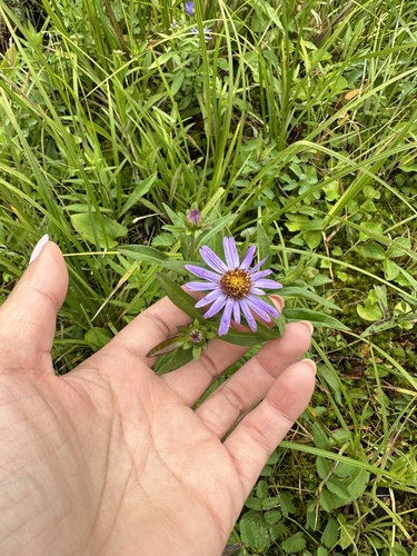 Symphyotrichum subspicatum (Douglas' aster)