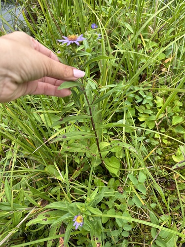 Symphyotrichum subspicatum (Douglas' aster) (alternate view 2)