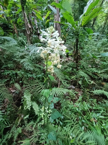 Calanthe triplicata (Christmas Orchid) (alternate view 4)
