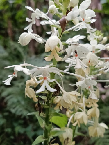 Calanthe triplicata (Christmas Orchid) (alternate view 5)