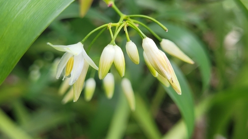 Geitonoplesium cymosum (Climbing Lily) (alternate view 7)