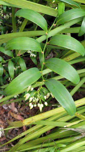Geitonoplesium cymosum (Climbing Lily) (alternate view 8)