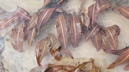 Potamogeton (Pondweeds) (alternate view 4)