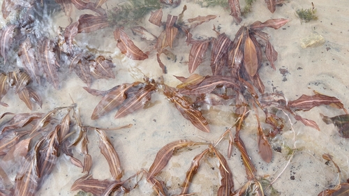 Potamogeton (Pondweeds) (alternate view 5)