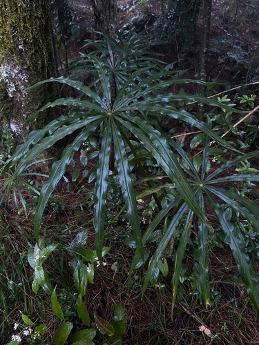 Arisaema consanguineum (Cobra Lily) (alternate view 2)