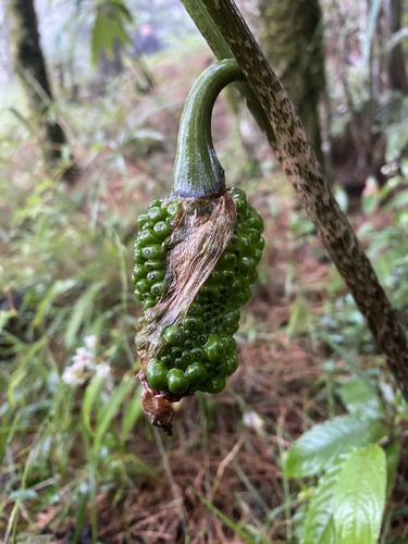 Arisaema consanguineum (Cobra Lily) (alternate view 3)