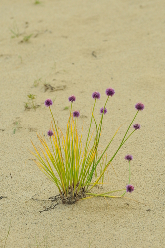 Allium schoenoprasum (Chives)