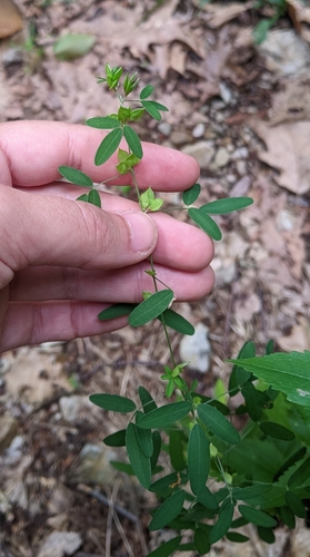 Lespedeza virginica (slender bush clover) (alternate view 2)