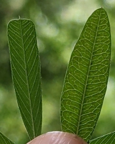 Lespedeza virginica (slender bush clover) (alternate view 3)