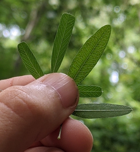 Lespedeza virginica (slender bush clover) (alternate view 4)