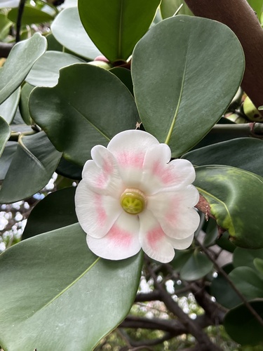 Clusia rosea (Autograph Tree)