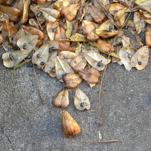 Koelreuteria paniculata (goldenrain tree) (alternate view 2)