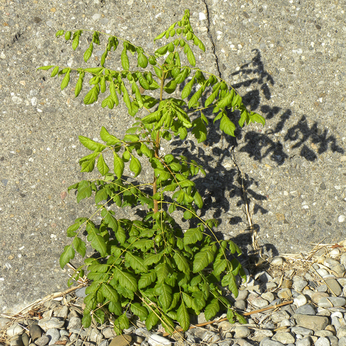 Koelreuteria paniculata (goldenrain tree) (alternate view 5)
