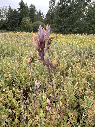 Gentiana sceptrum (King's Scepter Gentian) (alternate view 2)