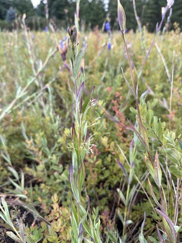 Gentiana sceptrum (King's Scepter Gentian) (alternate view 3)