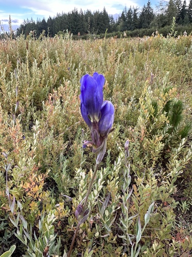 Gentiana sceptrum (King's Scepter Gentian)