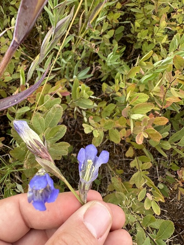 Gentiana sceptrum (King's Scepter Gentian) (alternate view 5)