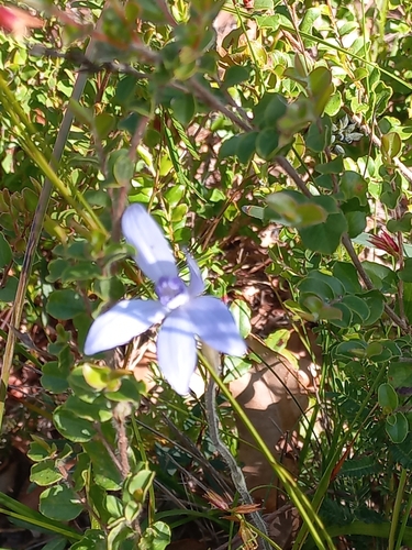 Cyanicula sericea (Silky Blue Orchid) (alternate view 3)