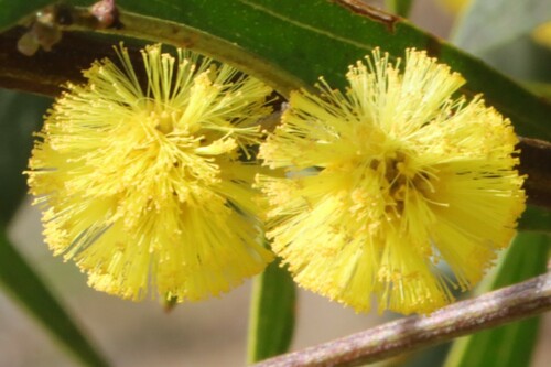 Acacia verniciflua (Varnish Wattle) (alternate view 5)