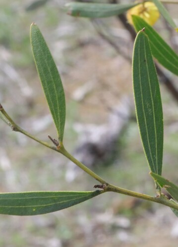 Acacia verniciflua (Varnish Wattle) (alternate view 6)