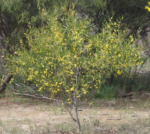 Acacia verniciflua (Varnish Wattle) (alternate view 7)