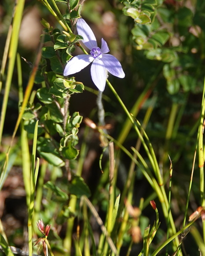 Cyanicula sericea (Silky Blue Orchid) (alternate view 2)