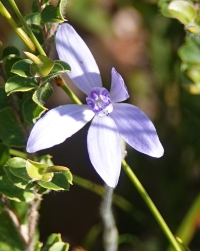 Cyanicula sericea (Silky Blue Orchid)