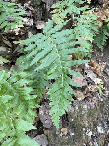 Polypodium californicum (California Polypody) (alternate view 6)