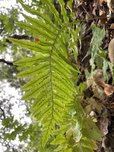 Polypodium californicum (California Polypody) (alternate view 7)