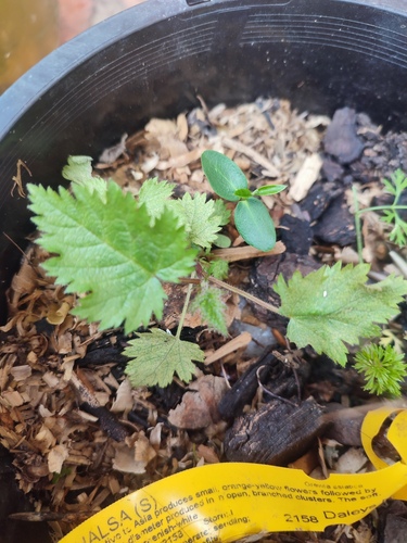 Modiola caroliniana (Bristly Mallow) (alternate view 3)